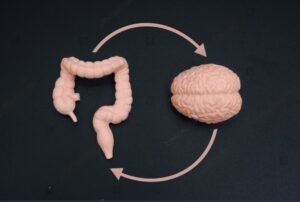 gut brain axis